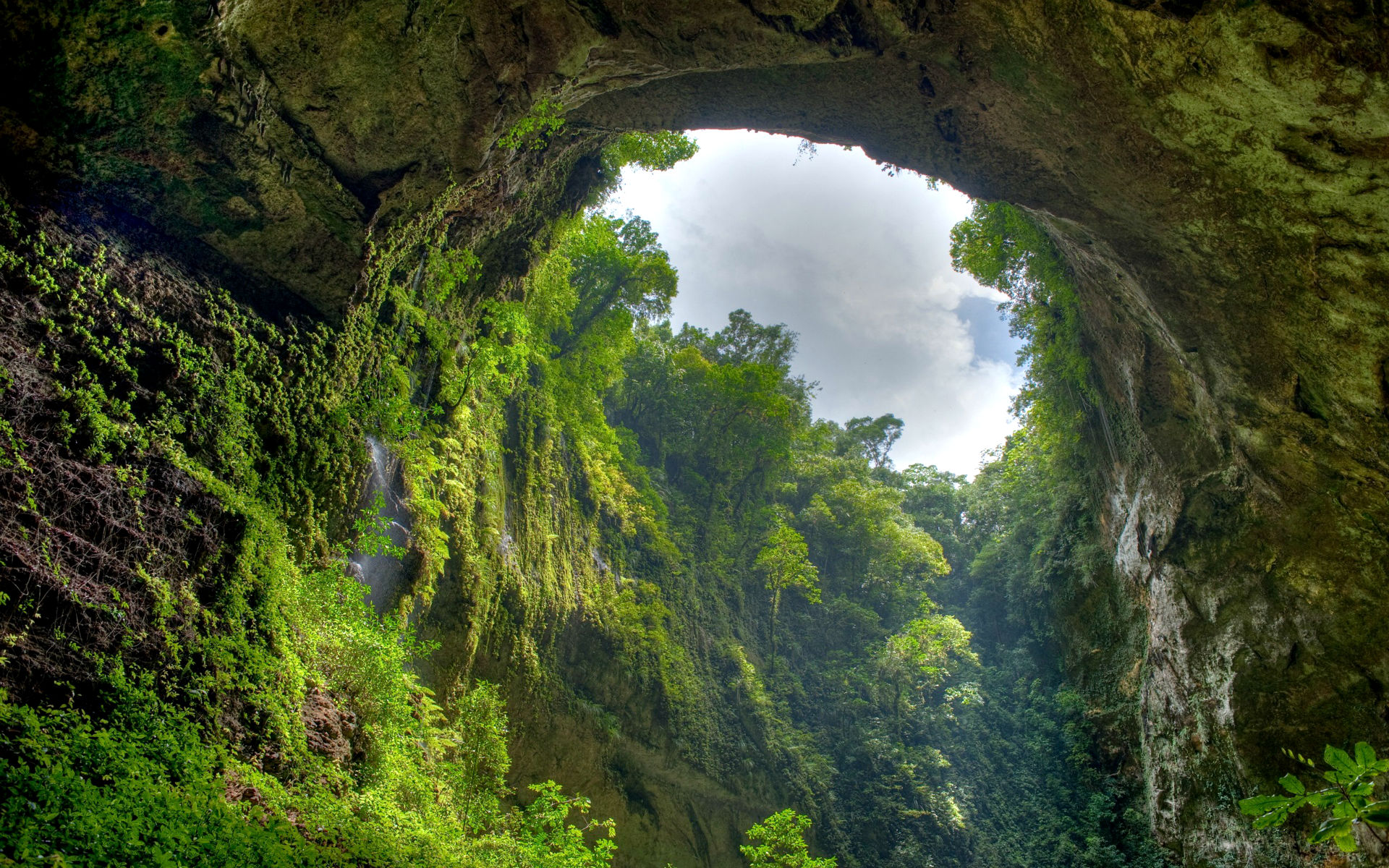 Asia Jungle